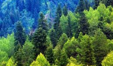 Στον πάτο της ΕΕ η Κύπρος στη δασική ανάπτυξη