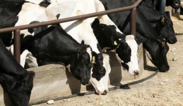 Στην Κύπρο έρχεται ο αρμόδιος Επίτροπος ΕΕ για αφθώδη πυρετό