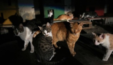 Εξαφανίζονται γατιά στο Μενεού - Ανησυχούν οι πολίτες
