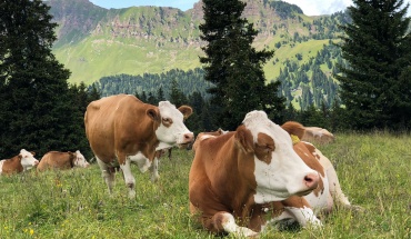 FAO: Η κτηνοτροφία υπεύθυνη για το 12% των εκπομπών αερίου του θερμοκηπίου
