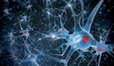 Νευρώνες καθορίζουν τις αντιδράσεις μας όταν τρομάζουμε