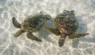 Θαλάσσιες χελώνες: Αντιστέκονται στις «σειρήνες» και πληθαίνουν