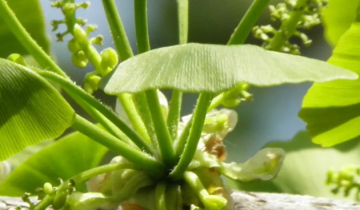 Ένα συμπλήρωμα για καλύτερη μνήμη που φαίνεται να έχει κάποια επιστημονική βάση