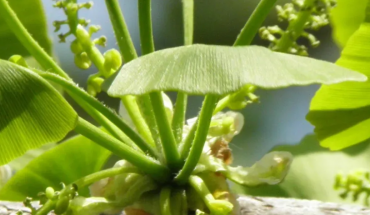 Ένα συμπλήρωμα για καλύτερη μνήμη που φαίνεται να έχει κάποια επιστημονική βάση