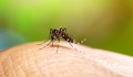 Ζητούν εφαρμογή μέτρων για προστασία από τα κουνούπια