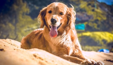 Ζητούνται αυστηρότερα μέτρα για αστείρωτους σκύλους