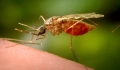 Ξέσπασμα του ιού Chikungunya στην Κίνα- Πάνω από 7000 κρούσματα