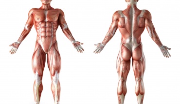 Πες μου πόσο δυνατούς μύες έχεις, να σού πόσο πολύ θα ζήσεις...