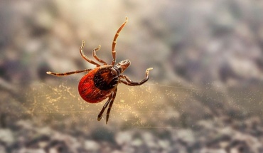 Μελέτη του Παν. Λευκωσίας: Η κλιματική αλλαγή ενισχύει τις ασθένειες που μεταδίδονται από τσιμπούρια