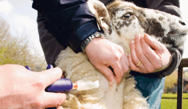 Εμβόλια και οικονομική βοήθεια ζήτησε η Υπ. Γεωργίας από τους Επιτρόπους Βάρχελι-Χάνσεν