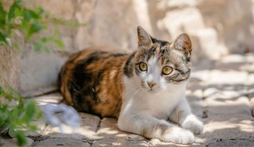 Κόμμα για τα Ζώα: "Ανεπαρκής" η διαχείριση υποθέσεων εξαφάνισης γάτων