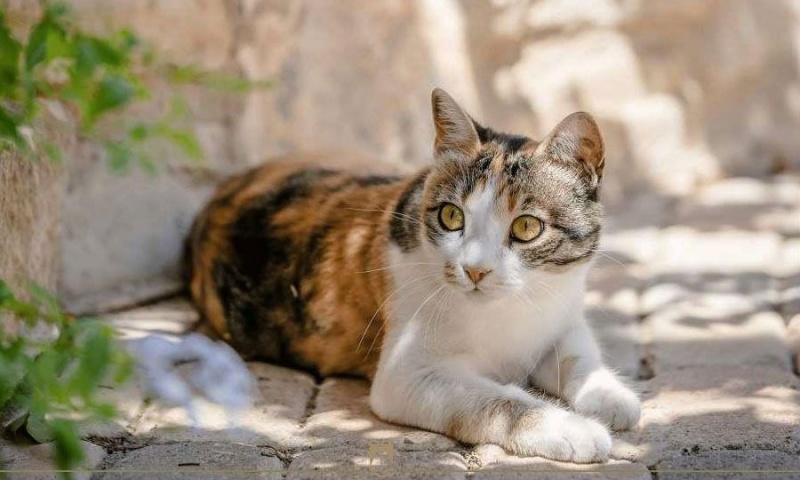 &Kappa;ό&mu;&mu;&alpha; &gamma;&iota;&alpha; &tau;&alpha; &Zeta;ώ&alpha;: "&Alpha;&nu;&epsilon;&pi;&alpha;&rho;&kappa;ή&sigmaf;" &eta; &am