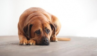 Καταγγελίες αδράνειας σε υποθέσεις δηλητηρίασης ζώων