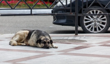 Τέλος στη βαρβαρότητα σε πτώματα ζώων