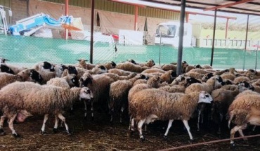 Μέτρα θωράκισης κατά αφθώδους πυρετού στις κτηνοτροφικές περιοχές της Αναρίτας