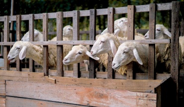 Η κυπριακή κτηνοτροφία στο απόσπασμα