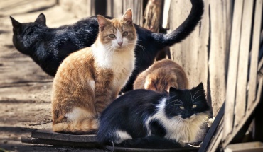 Ιστορικό εμπορικό κέντρο της Λευκωσίας- Άνθρωπος, ζώα, φύση (ΜΙΑ Υγεία ΜΙΑ ευημερία)