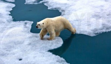 Έρευνα: Οι πολικές αρκούδες σε κίνδυνο λιμοκτονίας