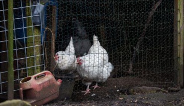 Αγγλία: Δύο κρούσματα γρίπης των πτηνών σε ανθρώπους