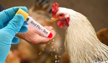 "Καμπανάκι" και πάλι για τη γρίπη των πτηνών και νέο εμβόλιο με σταγόνες