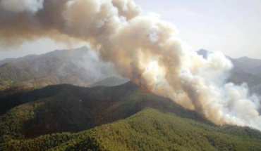 Αδίκημα η παράνομη υλοτομία, λέει το Τμήμα Δασών