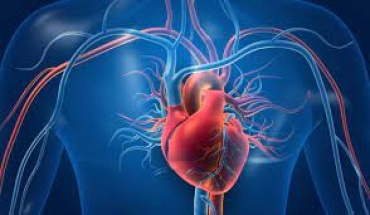 Αναζητώντας νέους παράγοντες εμφάνισης καρδιαγγειακών παθήσεων