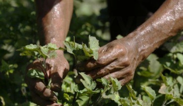 Απόσυρση αλεσμένου δυόσμου από την αγορά
