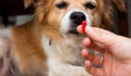 Συνταγογραφούν χάπια για σκύλους μέσω ΓεΣΥ - Έρευνα από ΟΑΥ
