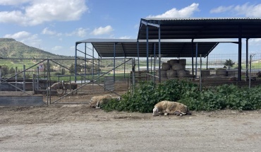 Αφθώδης πυρετός: 9 νέα κρούσματα και πέραν των 7 χιλ. θανατώσεων