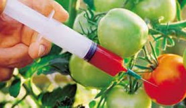 Γονιδιακά μεταλλαγμένες ντομάτες θα διατίθενται στη Μεγάλη Βρετανία