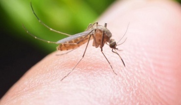 Δήμος Λευκωσίας: Μέτρα πρόληψης για προστασία από τα κουνούπια