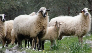 Η πρόληψη είναι το ισχυρότερο όπλο κατά του αφθώδους πυρετού