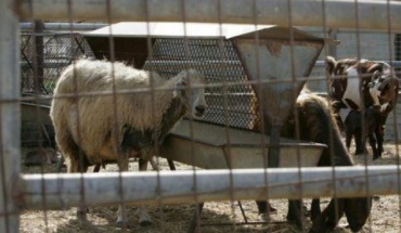 Κτηνιατρικές Υπηρεσίες: Κρούσματα αφθώδους σε 11 μονάδες, 13 χιλ. επηρεαζόμενα ζώα