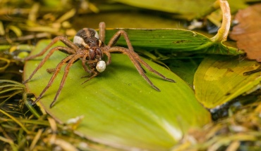 Φονική αράχνη μπορεί να θεραπεύσει τη στυτική δυσλειτουργία