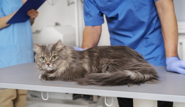 Έκκληση για άμεση έναρξη προγράμματος στείρωσης γάτων