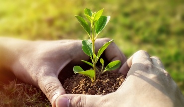 Πρωτοβουλία «75UN – 75 Trees UNAI SDG7» Διάθεση δένδρων