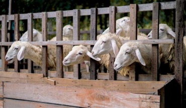 Διαμαρτύρονται κτηνοτρόφοι για θανάτωση ασυμπτωματικών ζώων
