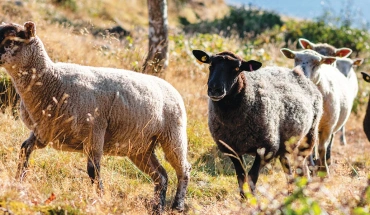 Γρίφος η διαχείριση αφθώδους πυρετού από το κράτος