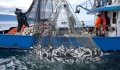 Η κατανάλωση μικρότερων ψαριών θα μπορούσε να αποτελέσει λύση για την υπεραλίευση