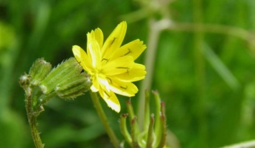 Τη σημασία των ενδημικών φυτών ανέδειξε η Επ. Περιβάλλοντος