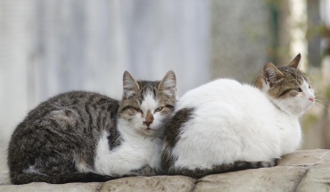 Ενημέρωση για το πρόγραμμα στείρωσης γατών ζητά το Κόμμα για τα Ζώα