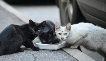 Καταγγελίες για καθυστερήσεις στα μέτρα για αδέσποτα ζώα