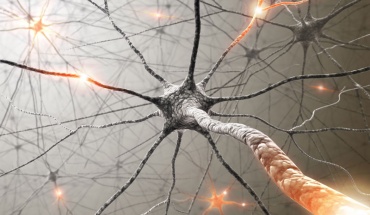 Πώς ο εγκέφαλος ελέγχει τα συμπτώματα μιας ασθένειας