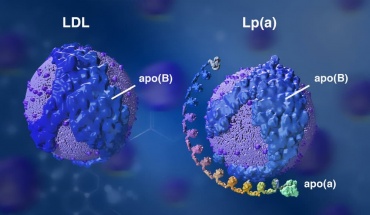 Λιποπρωτεΐνη (a) – Lp(a): Τι να γνωρίζουμε και πότε να εξεταζόμαστε