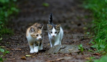 Ανάγκη για συντονισμένες παρεμβάσεις στην ευημερία των ζώων