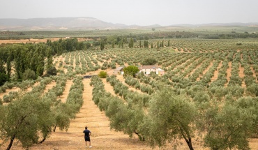 Η ξηρασία στην Ισπανία αυξάνει την πίεση στην αγορά ελαιόλαδου