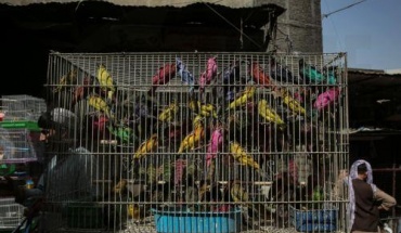 Interpol: Το λαθρεμπόριο ζώντων ζώων έφθασε σε νέα επίπεδα ρεκόρ