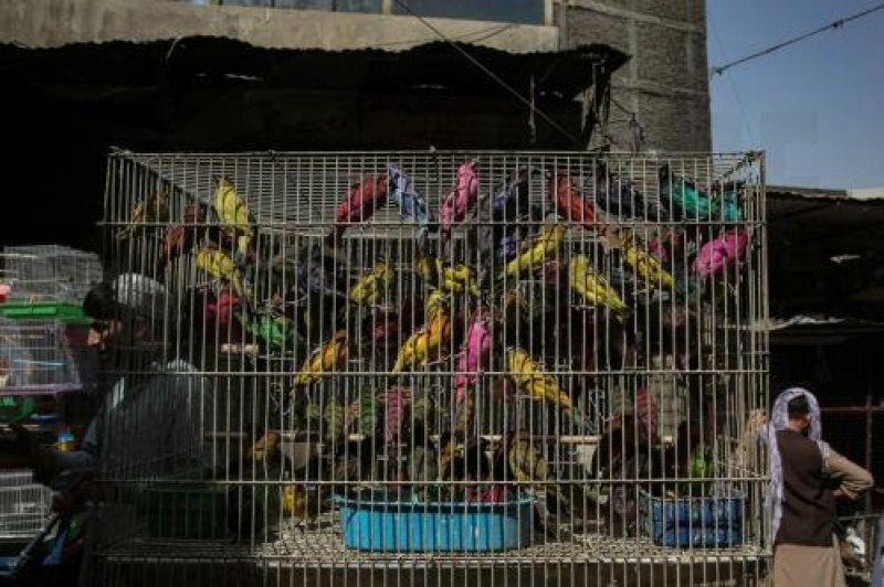 Interpol: Το λαθρεμπόριο ζώντων ζώων έφθασε σε νέα επίπεδα ρεκόρ