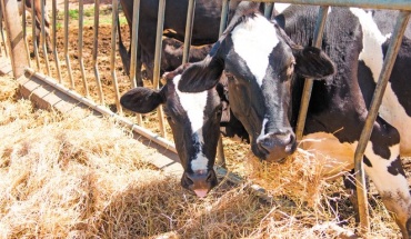 Πιέζει ο ΔΗΣΥ την κυβέρνηση για μέτρα στην κτηνοτροφία