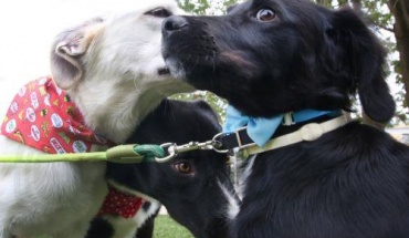 2.000 ζώα κινδυνεύουν να μείνουν χωρίς στέγη στην Πάφο